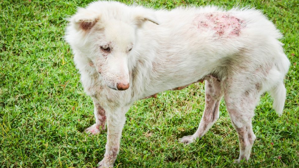 Pyoderma in Dogs: Here's Everything You Need to Know | Pawlicy Advisor