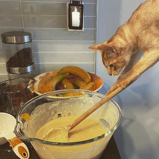 baking cat