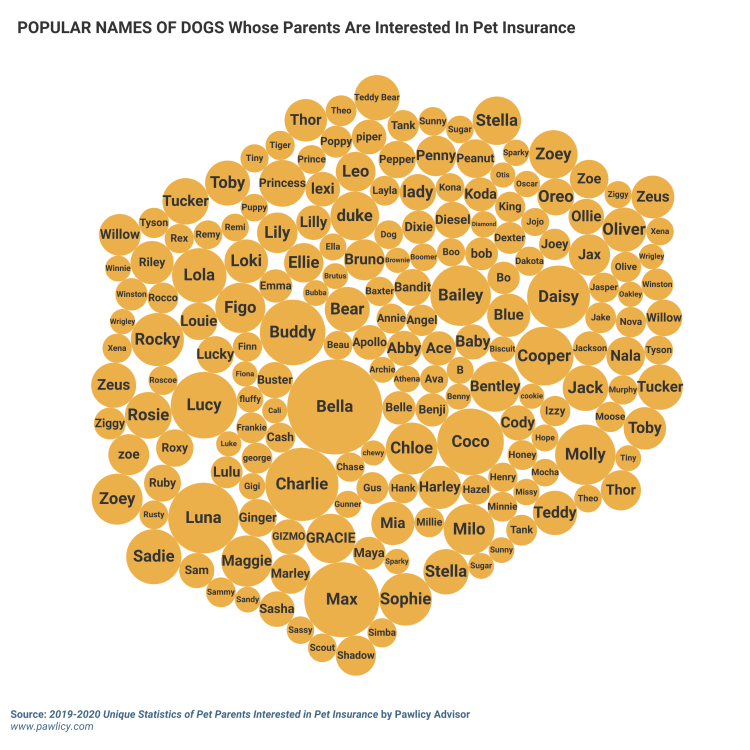 那些父母对宠物保险感兴趣的狗的流行名字