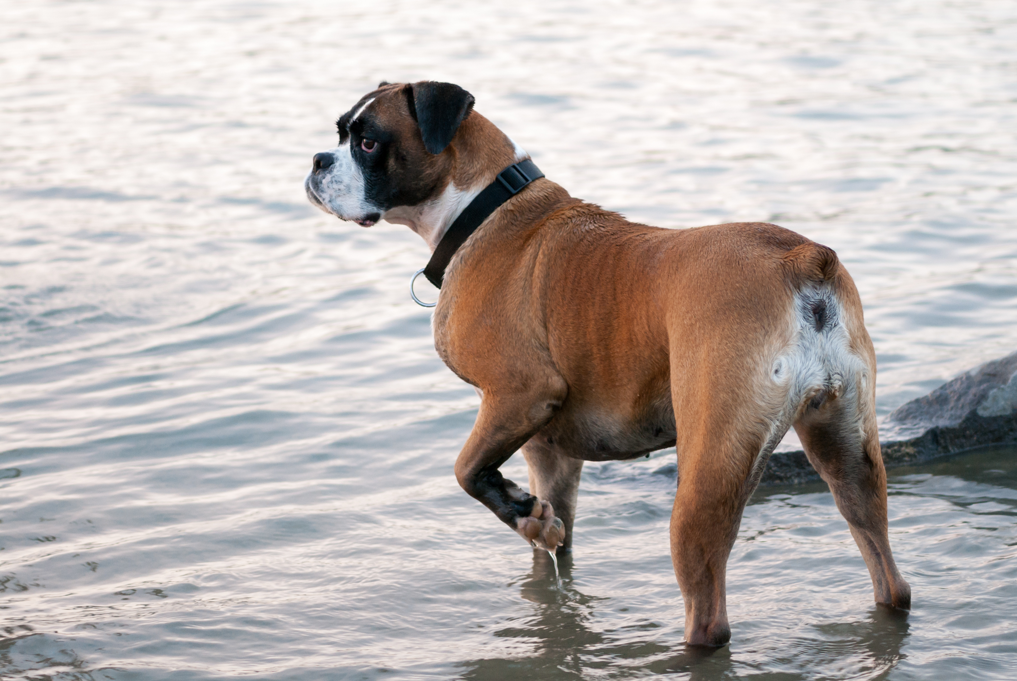 Boxers are the worst clearance dogs