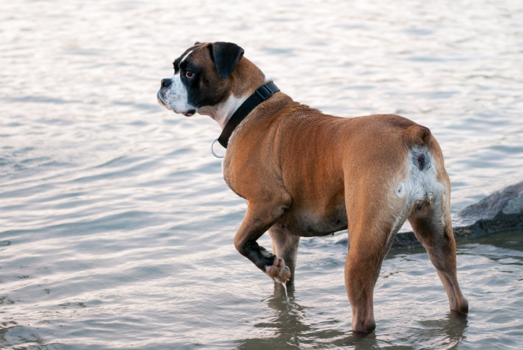  Adorable Boxer dog walking in water on seashore.
