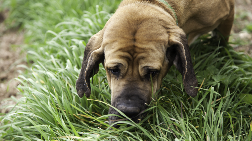 Собака ест траву. Собака кушает траву. Собака жрет траву. Трава которую кушают собаки. Зачем собаки едят траву