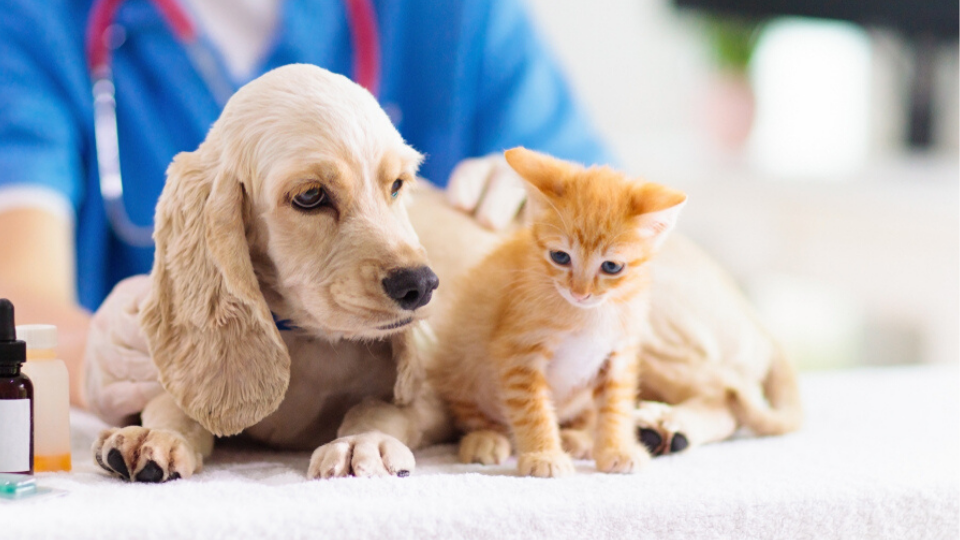 Are Pet Wellness Plans Worth It For 