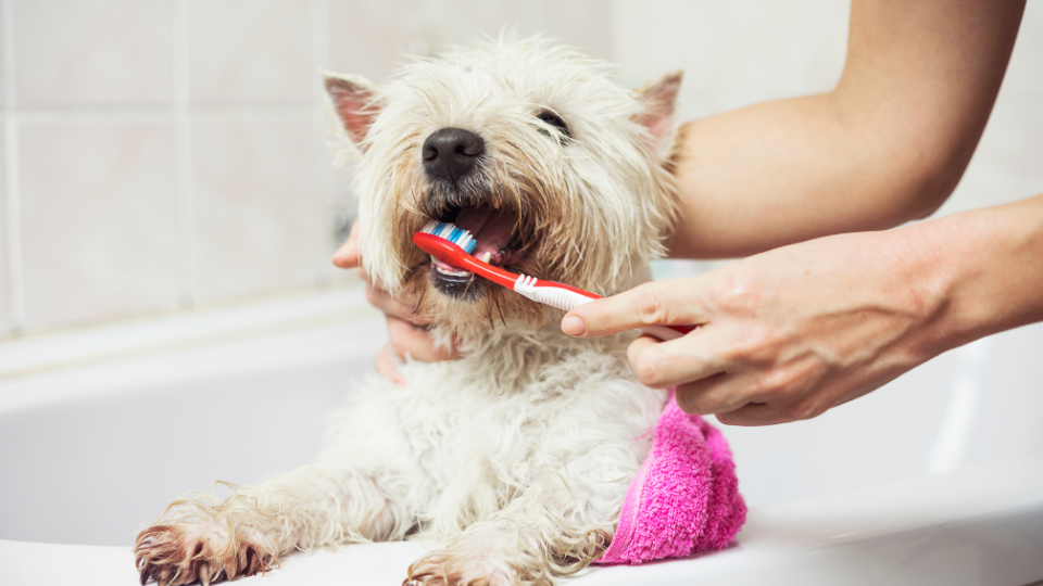 dog teeth cleaning cost sydney