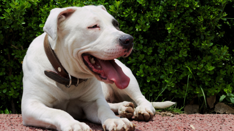 Pit Bull laying on the ground smiling