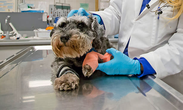 Dog at Vet For Emergency Care