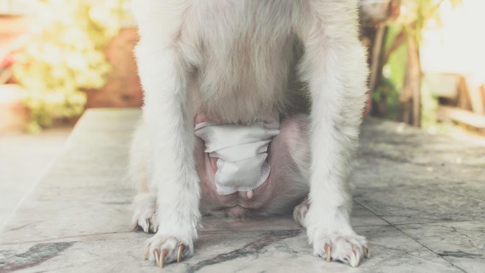 Pyometra In Dogs: Causes, Symptoms, And Treatment | Pawlicy Advisor