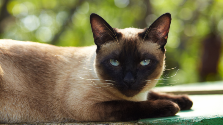 close-up photo of siamese cat
