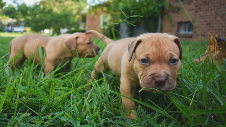 Pit Bull puppies walking through grass