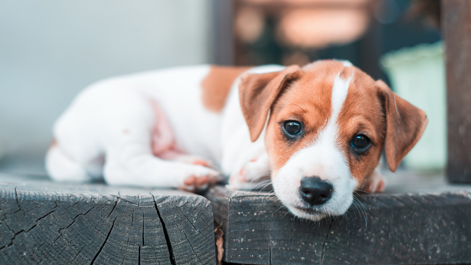 How much should a deals jack russell terrier weigh