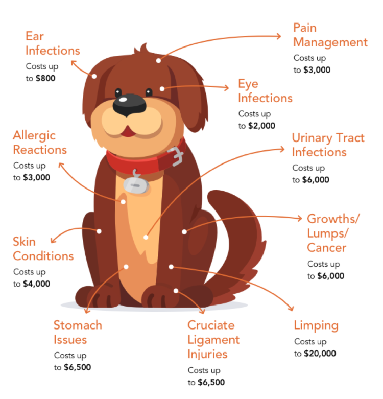 39 Dog Care Tips: The Ultimate Pet Parent's Guide | Pawlicy Advisor