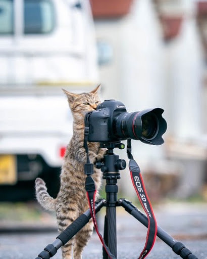 photographer cat