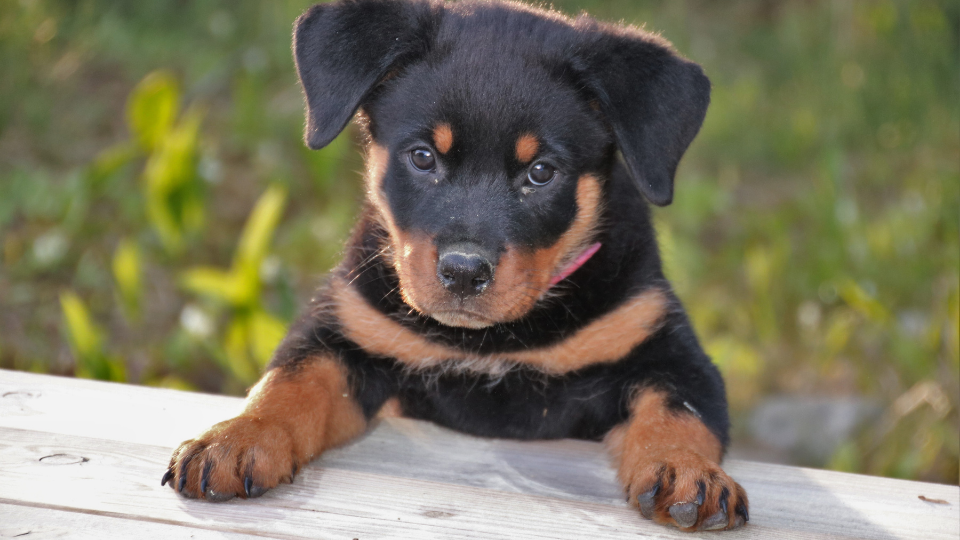 Rottweiler Growth & Weight Chart: Everything You Need To ...