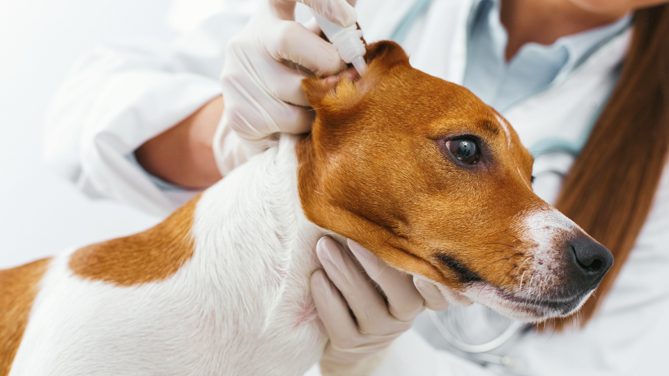 dog ear mites pictures