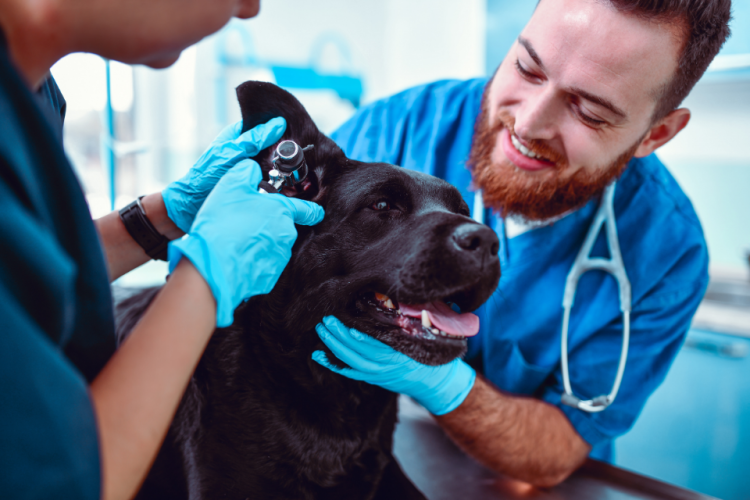 兽医正在检查一只黑狗的耳朵