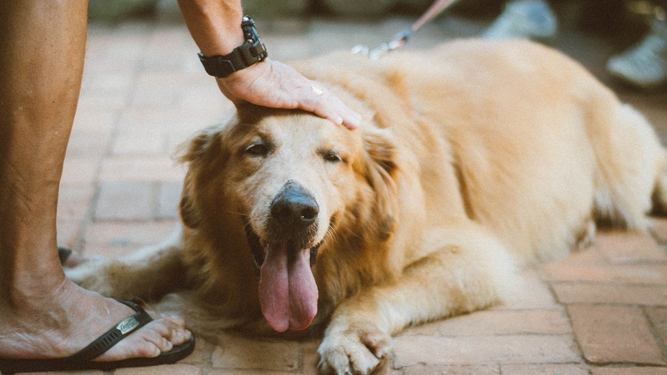 Fully grown clearance golden retriever