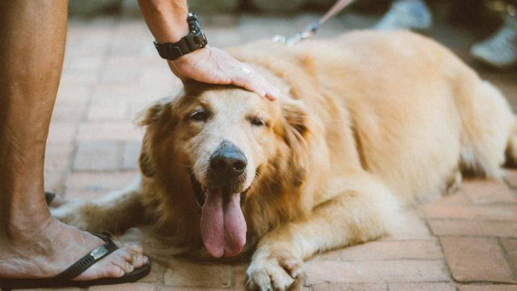 Golden Retriever dog being pet lying down