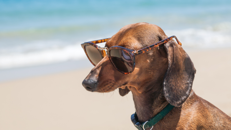dog on beach vacation