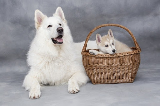 White dog laying next to puppy in basket