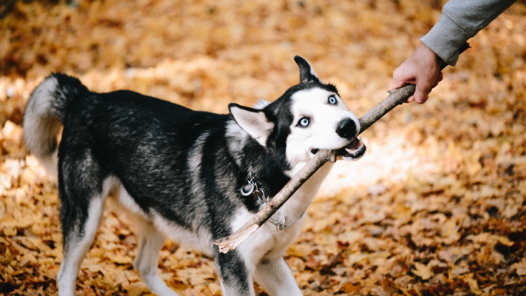 Siberian Husky and owner play with stick