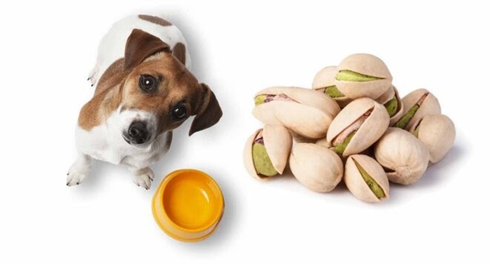 Can dogs have pistachio sale nuts