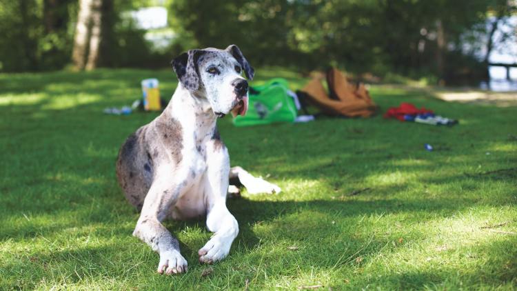 Spotted white and grey Great Dane sitting on grass.