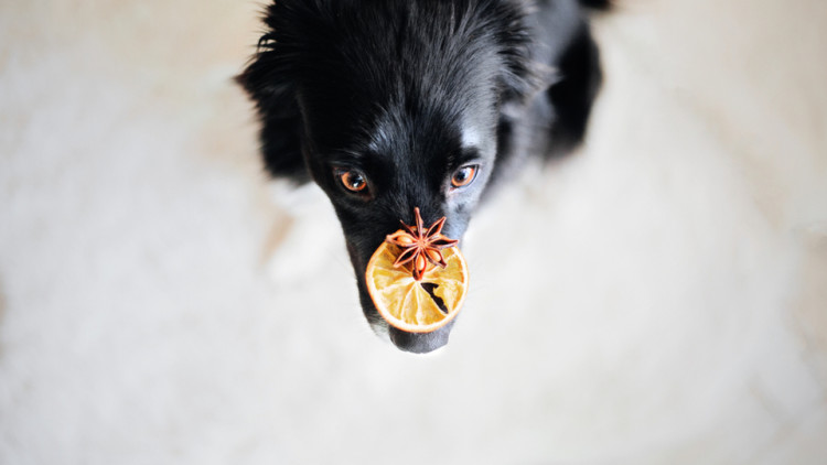 Border collie dog keeps dry orange slice on her nose