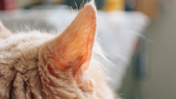 cat ears