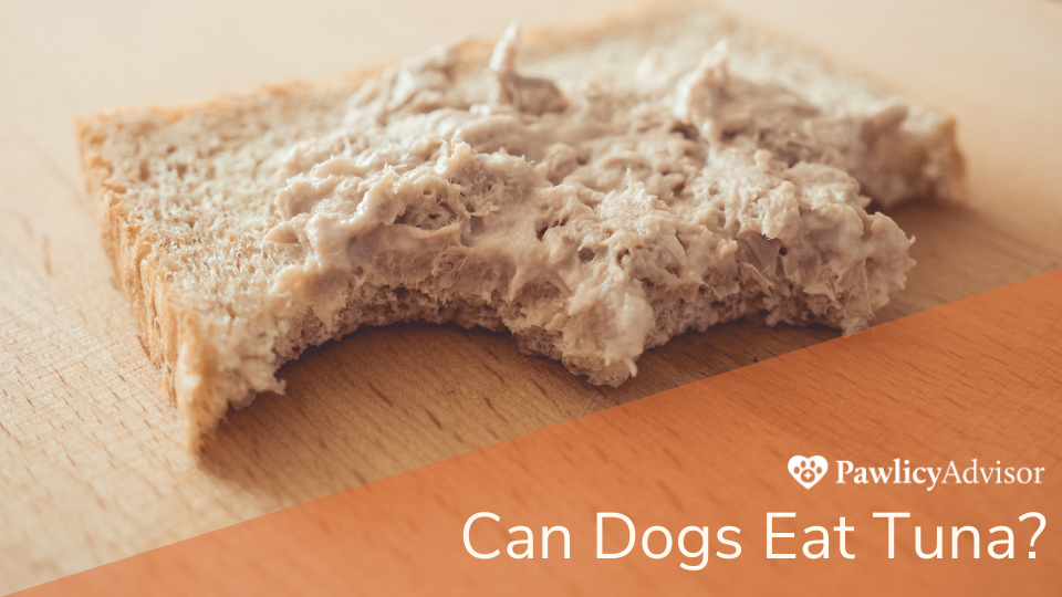 Can Dogs Eat Tuna? Here's Everything You Need to Know