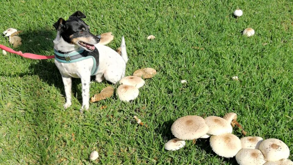 Dogs and hot sale mushrooms