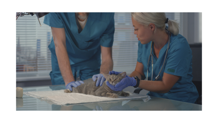 Cat examined by two veterinarians on table
