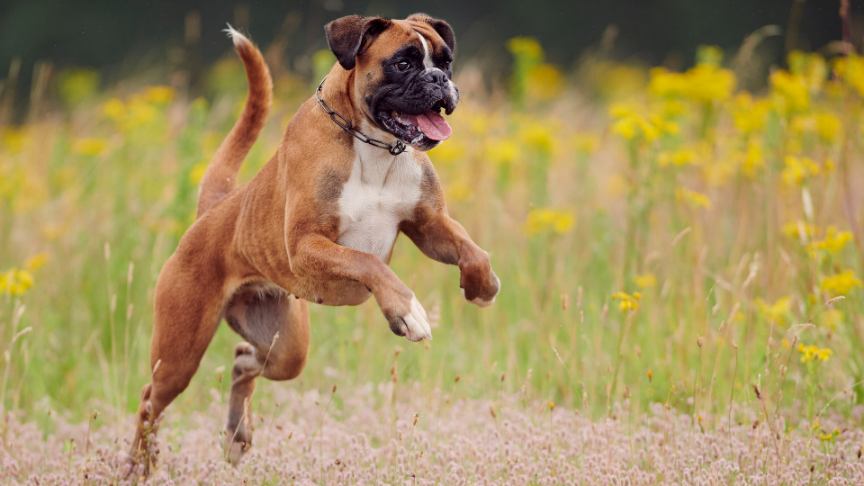 are boxers more energetic than labradors