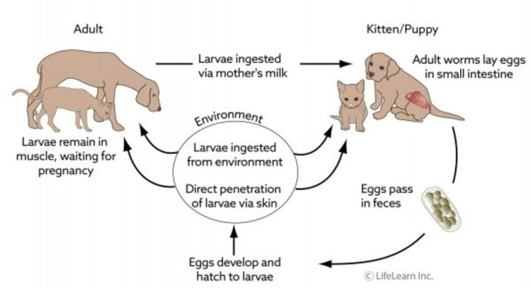 Hookworms in dogs: symptoms, causes, diagnosis, management, treatment