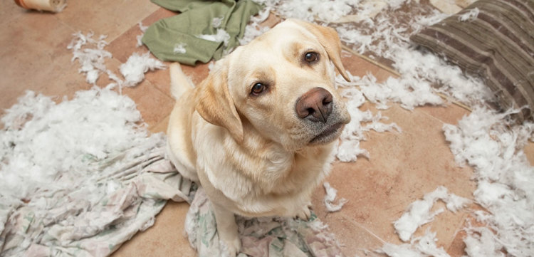 dog with ripped up mess at home