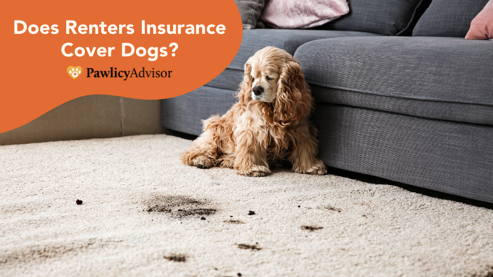 does aaa renters insurance cover dog bites