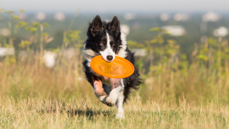 dog frisbee