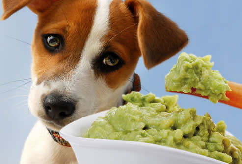 Can Dogs Eat Avocado Oil?: Benefits and Risks Explained