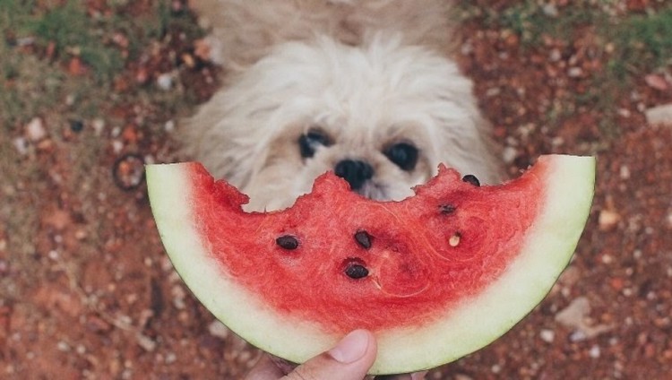 dog in front of watermelon