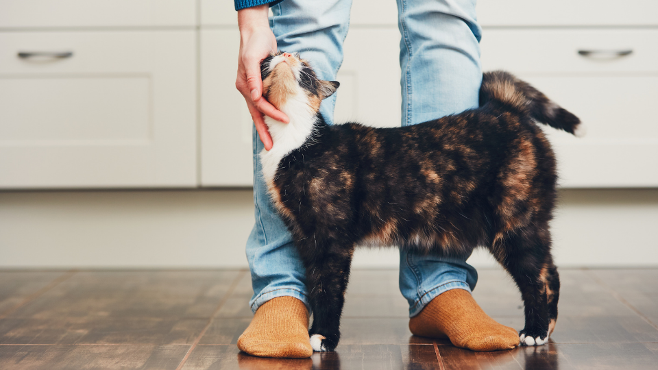 Pet Insurance with Stu  Pets (and mascots) can be a little wild - they're  animals after all! Don't sweat bills from the vet. Learn more about how we  can help you