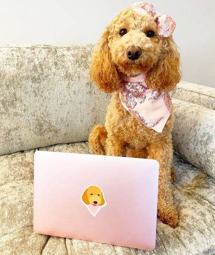 blogger dog