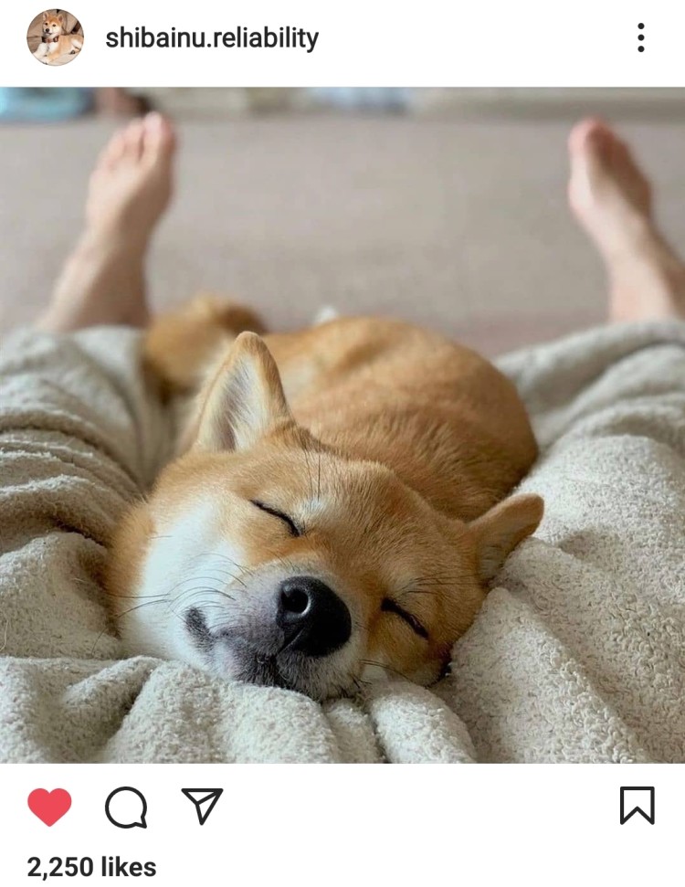 Shibainu.reliability Instagram