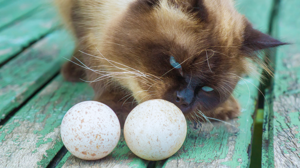 are eggs good for cats with kidney disease