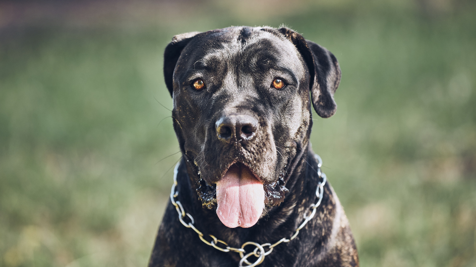 Cane Corso Dog Personality Traits & Facts