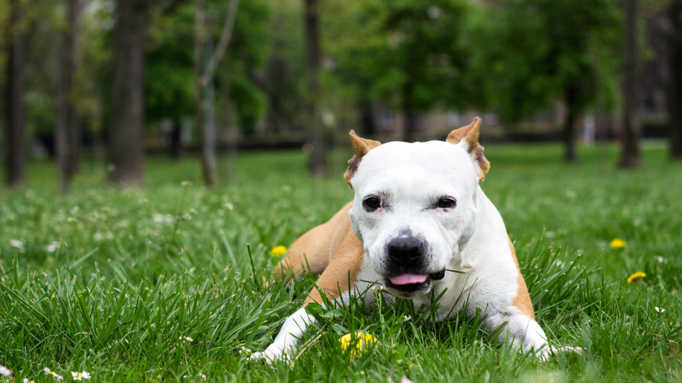 Dog lethargic eating store grass