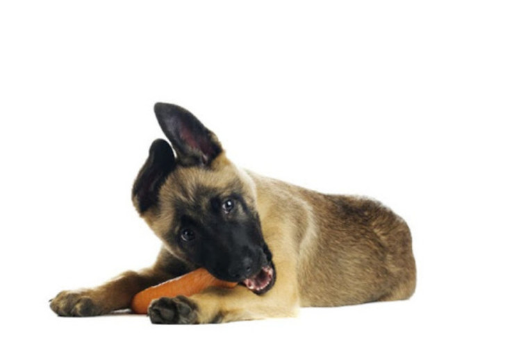 are carrots bad for your dog