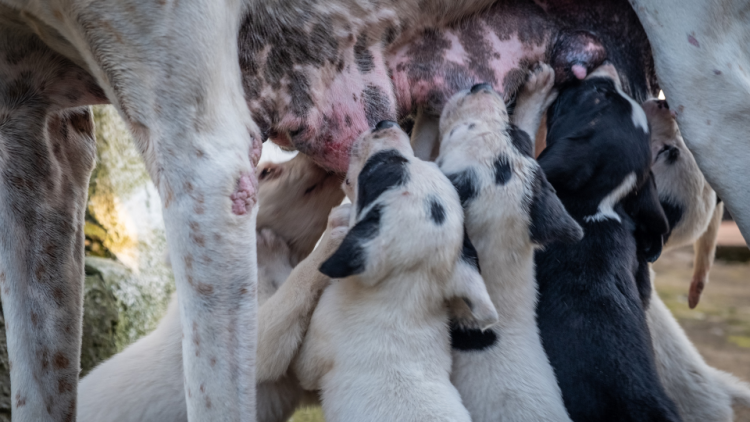 English Pointer puppies sucking milk from mother's inflamed breast