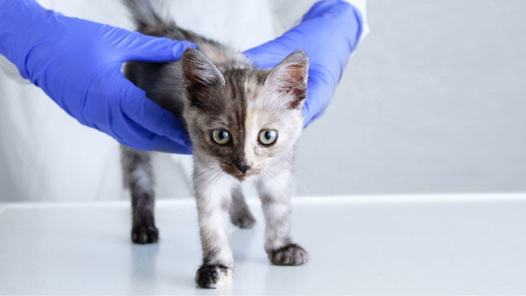 小猫接受兽医检查