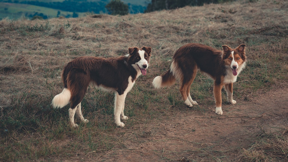 Border collie adult hot sale size