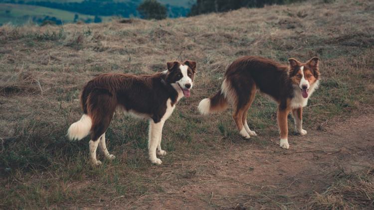 Two Border Collie dogs on a trail