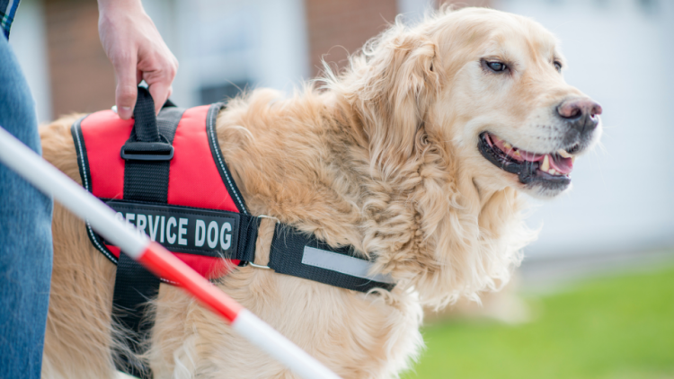 insurance for service dogs